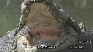 Crocodiles in pond; waterhole, laying, opening mouth XCU; FF; CU