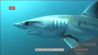 Mako shark swimming across close to camera sun rays through blue water