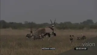 African wild dog pack patrolling hunting stalking surrounding and attack Gemsboks grazing.