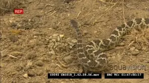 Filed mouse hiding in hole, North Pacific Rattlesnake looking for prey FF