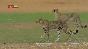 Cheetah mother standing cub walks past
