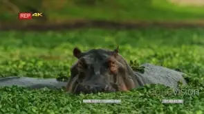 Hippo submerge in green cabbage oxpecker on the back flies away GREEN