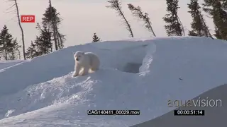 Polar Bear cub emerging out of winter den playing scouting around investigating area