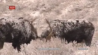 Three Mooses standing and sparring on prairie during snowfall.