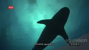 Tiger Shark swimming underwater in ocean passing over camera VERT LS TU LA MS HAND