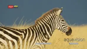 Zebra standing in the grass at dusk cu