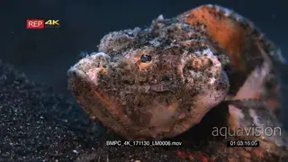 A Rack focus shot from behind to the front of a grumpy orange and white Humpback.