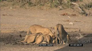African Lion pride walking towards past camera to waterhole drinking