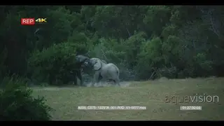 Wide night vision shot of two elephants fighting