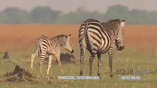 Mother zebra with foal walking grazing WS GENERAL BEHAVIOUR