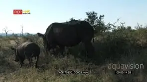 Black Rhino Cow Grazing with Cub GENERAL BEHAVIOUR