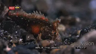 Macro shot of a small orange juvenile scorpionfish, Scorpaenidae sp