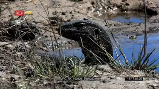 A Monitor Lizard searching for food on the riverbank CU