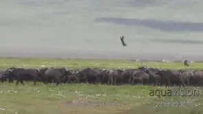 Aggressive behaviour display of adult Cape buffalo herd tossing young African Lion cub…