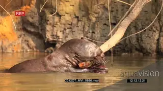 Giant Otter eating MWS