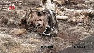 Endangered Tiger carcass skull after being poached