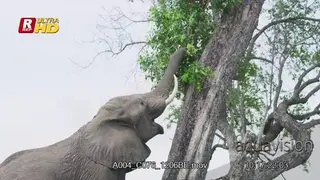 Young African Elephant climbing on top of the tree and using its trunk to grab…