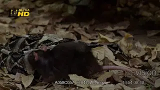Gaboon viper laying, slithering while a mouse walks on top of it and sniffing around.