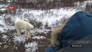 Polar bear scouting around Tourist takes pictures from inside tour bus