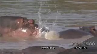 Nile Crocodile on riverbank Hippo with calf pod social interaction getting agitated in.