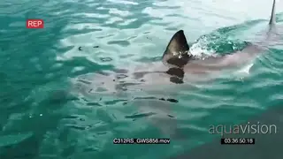 Great white shark hunting patrolling TOPSIDE