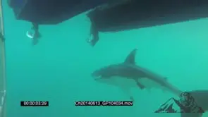 Great White Shark cage Diving AW