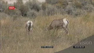 A pair of Bighorn Sheeps standing and grazing GENERAL BEHAVIOUR