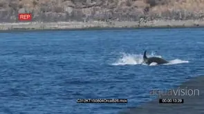 Killer Whale Swimming Porpoising GOOD LIGHT