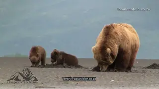 Female Alaskan Brown Bear and her cubs, foraging, digging and feeding on ground insects.