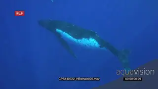 Humpback Whale and calf deep blue ocean UW HAND