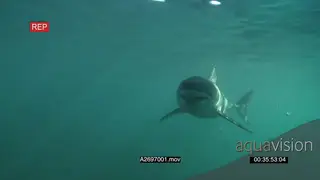 Great white shark gently swimming towards camera underwater in ocean then passing by PAN.