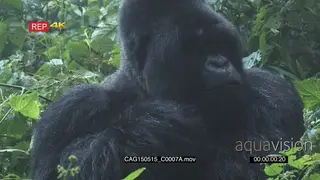 Mountain Gorilla sitting in forest grooming MS ZI CU HAND