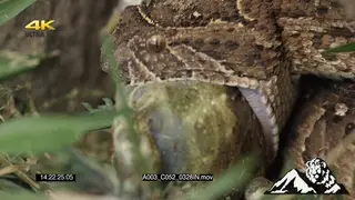 Puff Adder feeding on a young bullfrog CU PREDATION