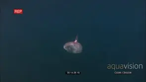 Ocean sunfish or common mola (Mola mola)
