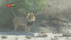 Big male lion running roaring scent marking bush