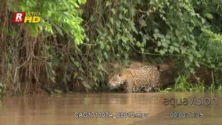 Jaguar stalking while wading through the river