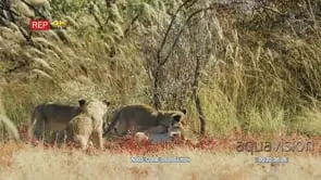 Lion cubs play fight as their mother rest nearby