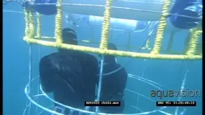Great White Shark cage diving, Shark swims past divers in cage, CU UW