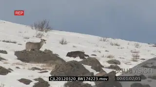 Gray Wolf running around on snowy prairie intimidated by Elk Antelope LA WS