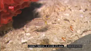Cleaner shrimp on sea bottom