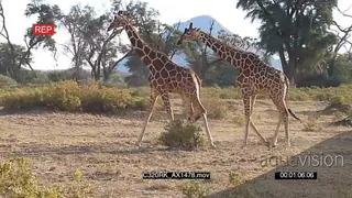 Reticulated Giraffes fighting