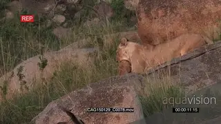 African Lioness laying down on rocks picking up cub from grass MLS HAND