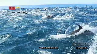 A school of common dolphins swimming and propoising TOPSIDE PROFILE SHAKY