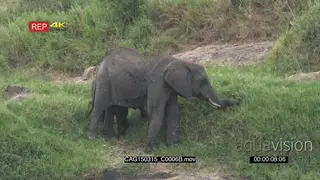 African Elephant with calf standing in the rain on bushveld grazing LS HAND