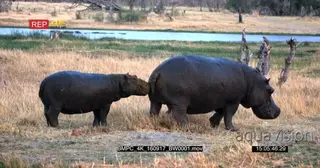 Hippo mother pee on hippo calf's face and they both walk off