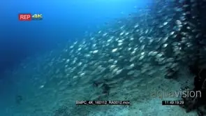 Huge school of scissor-Tailed fusilier, Caerulaurea and shrimp scad.