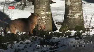Gray Wolf digging in snowy forest digging and sniffing then jogging away with a kill in.