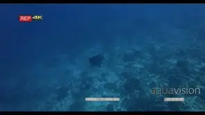 WS of mola sunfish mola ramsayi with its cleaner banner fish in the deep ocean
