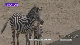 Zebra and foal standing MS SLOWMO
