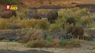 African Elephant standing and feeding on the grass twigs.